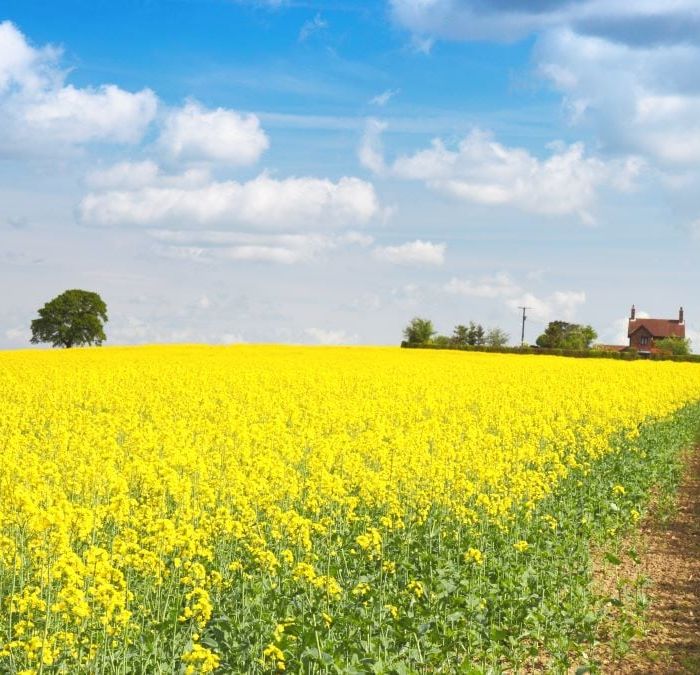 The Case of Belgium: Water Paradox · Salt Intrusion · Nitrogen Crisis · Industrial Legacy